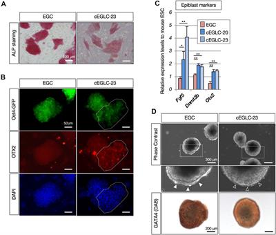 p38 MAPK as a gatekeeper of reprogramming in mouse migratory primordial germ cells